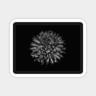 Backyard Flowers In Black And White 45 Magnet