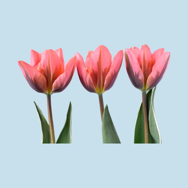 Tulipa &#39;Pretty Princess&#39; Triumph Group Tulip by chrisburrows