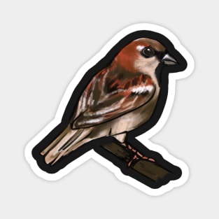 House Sparrow Magnet