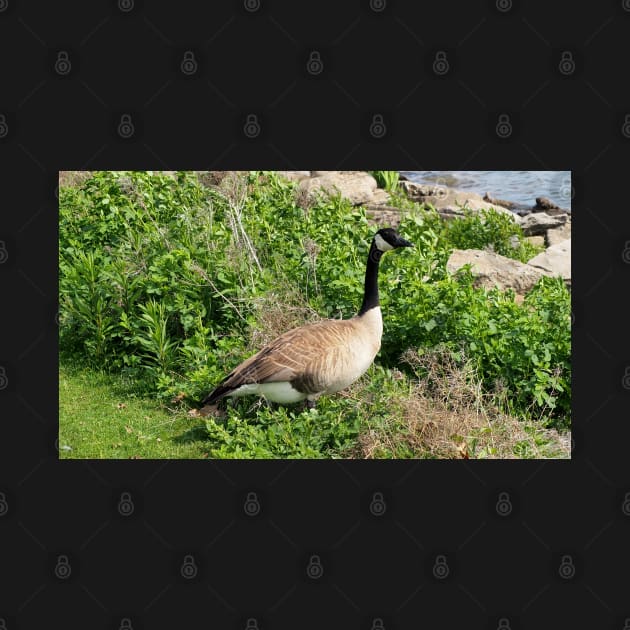 Canada Goose Resting In a Bush by BackyardBirder