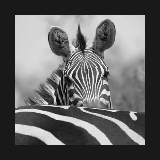 Zebra in Black and White by Carole-Anne