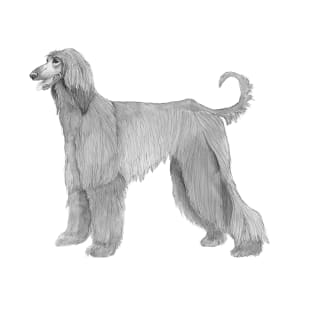 Afghan hound T-Shirt