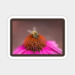 Bee on Wild Berry Coneflower Magnet