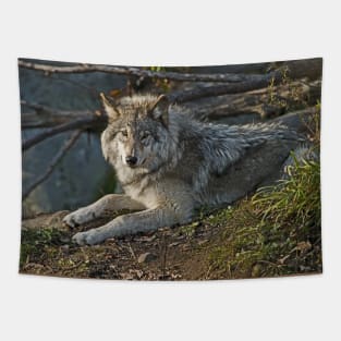 Timber Wolf Tapestry