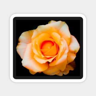 Yellow white rose blossom with orange center Magnet