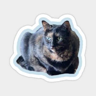 Kitty Magnet