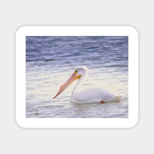 White American Pelican Peacefully Drifting Magnet