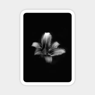 Flower with Black Background Magnet