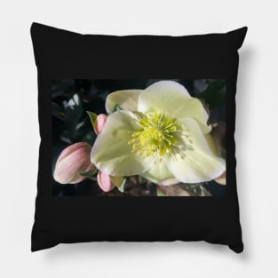 Radiant Heart of the Tender Winter Hellebore Pillow