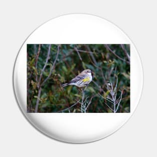 Yellow Rump Warbler Pin