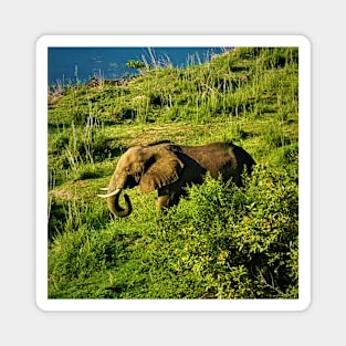 Elephant on Crocodile River 2 Magnet