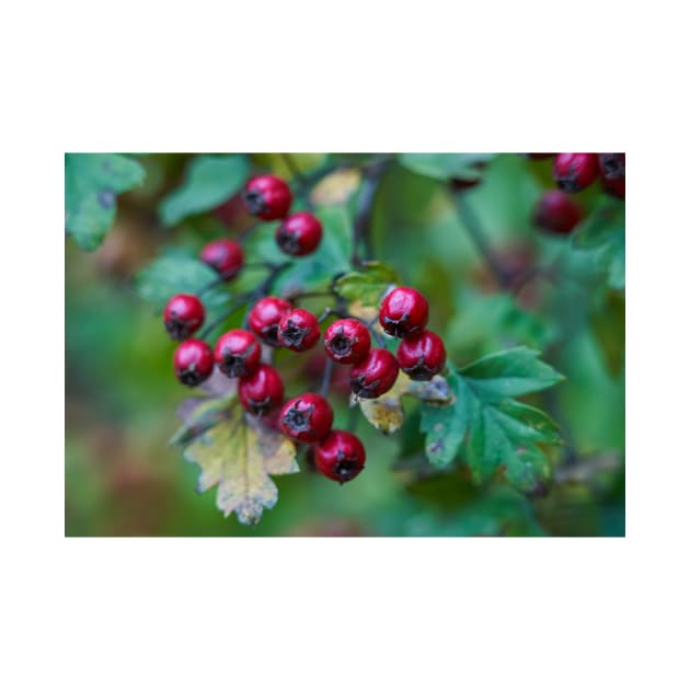 Ripe hawthorn berries by naturalis