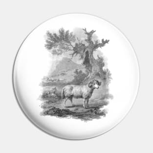 Ram in The Landscape, Vintage Farm Animal Illustration Pin