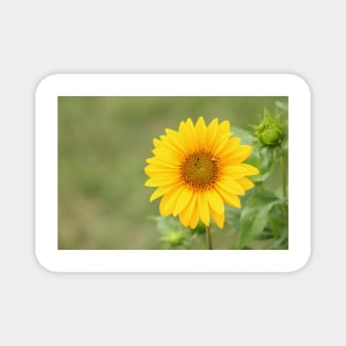 Sunflower, nature photography, single flower Magnet