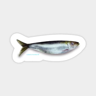 Sardine Fish Magnet