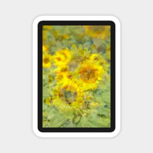 Sunflower, sunflower, abstract, (Helianthus annuus) Magnet