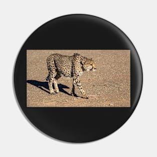 Cheetah walking. Pin