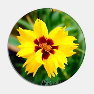 Calliopsis Pin