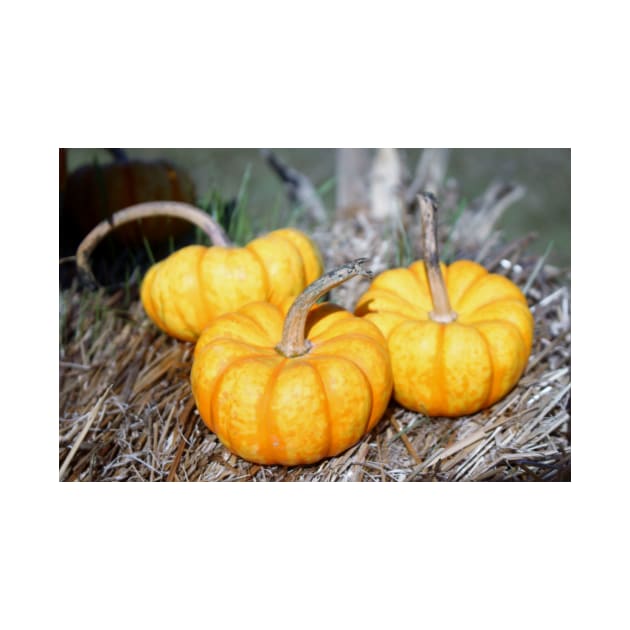 Three Mini Pumpkins by Cynthia48