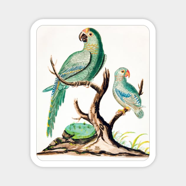 Two Parrots on a Barren Tree (1916) Magnet by WAITE-SMITH VINTAGE ART