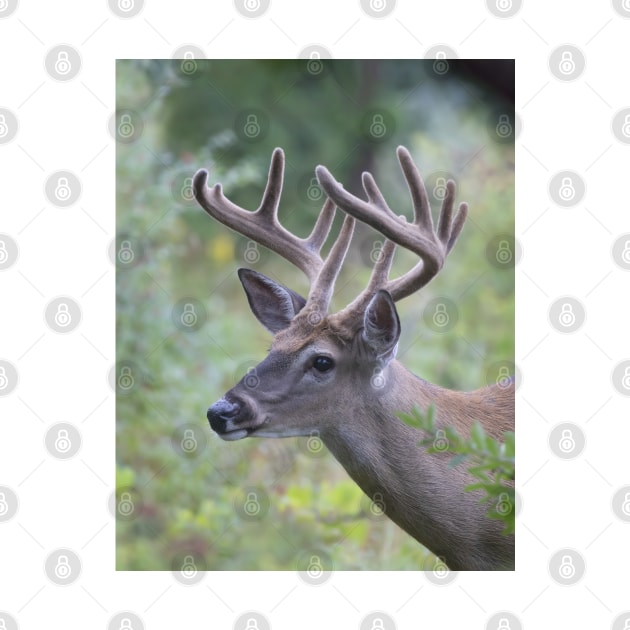 White-tailed Buck in Summer by Jim Cumming