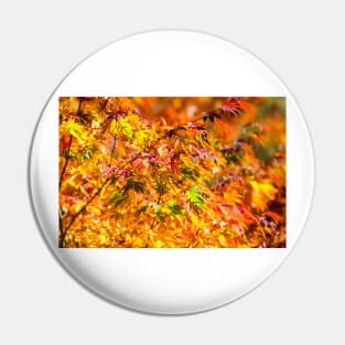Maple tree red and orange autumn leafs Pin