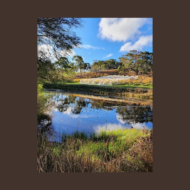 The Lilly Pond and Vines at Magpie Springs - Adelaide Hills / Fleurieu Peninsula / South Australia by MagpieSprings