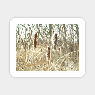 Cattails Magnet