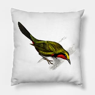 Vintage lanius gutturalis bird-animalia clothing Pillow