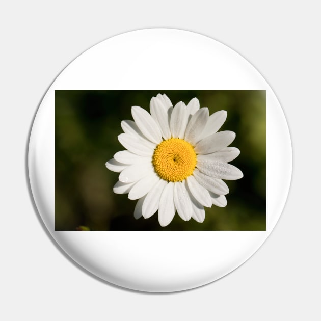 Dew covered Ox-eye Daisy Pin by Violaman