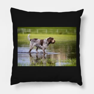 Wading through a pool Spinone Pillow