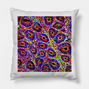 Intestinal villi, fluorescent micrograph (C024/3480) Pillow