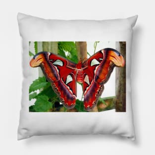 Red Giant Prometheus Moth Pillow