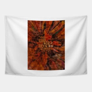 zinnia flower bloom in orange and gold coloured Tapestry