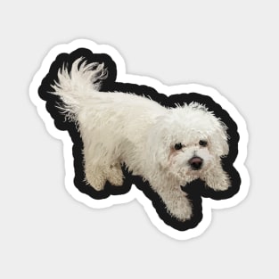 Bichon Frise Dog Magnet