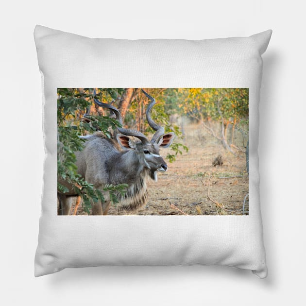 Male Kudu Close Up, Botswana, Africa Pillow by SafariByMarisa