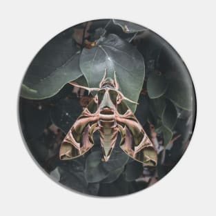 Oleander Hawk moth Pin