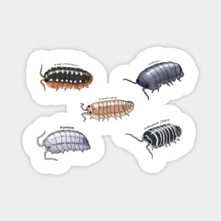 Isopod sticker pack 1 Magnet