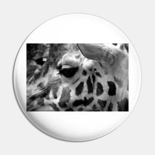 African Giraffe Amelopardalis Giraffa Pin