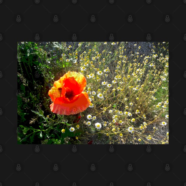 Red Poppy Daisy Chain Nature's Garden by PlanetMonkey