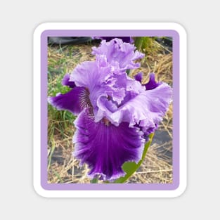 Iris Flower Purple Frilly Magnet