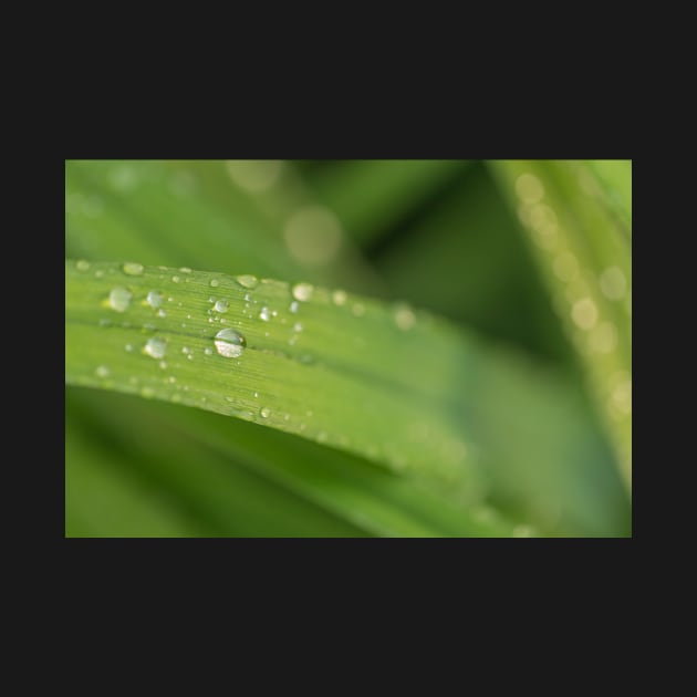 Droplets on a leaf by josefpittner