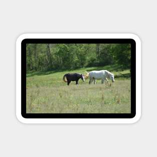 Wild Horses Magnet