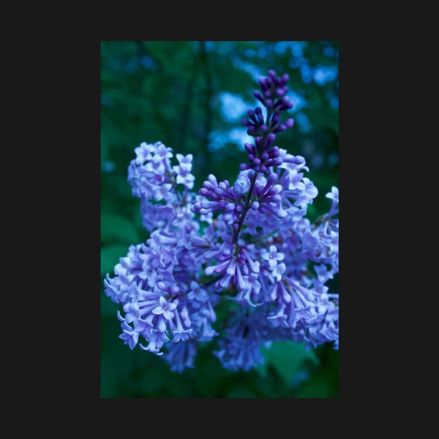 Lilacs by lisaeldred