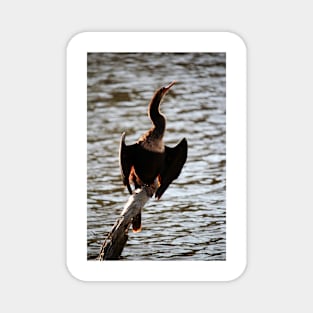 Cormorant In The Sunlight Magnet