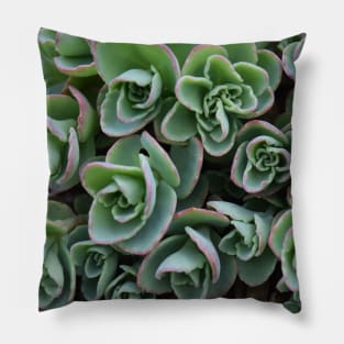 Garden Succulent Plants, Spring Time Plants, Garden Lover Pillow