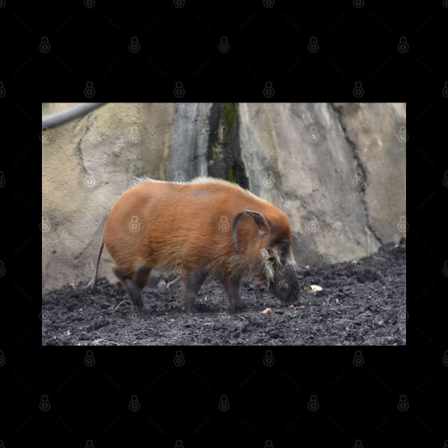 Red River Hog by MarieDarcy