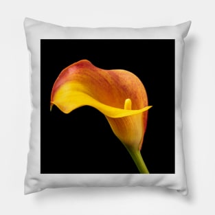 Single Red And Yellow Calla Lily Pillow