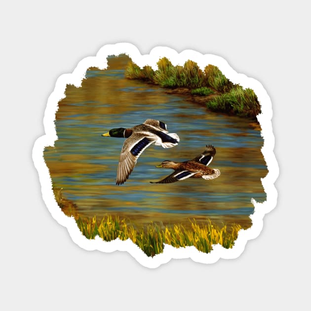 Mallard Ducks Flying Over Water in Wetlands Magnet by csforest