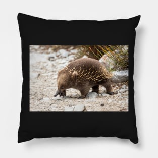 Echidna, Cradle Mountain, Tasmania Pillow